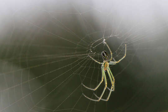 Image of Leucauge argyra (Walckenaer 1841)