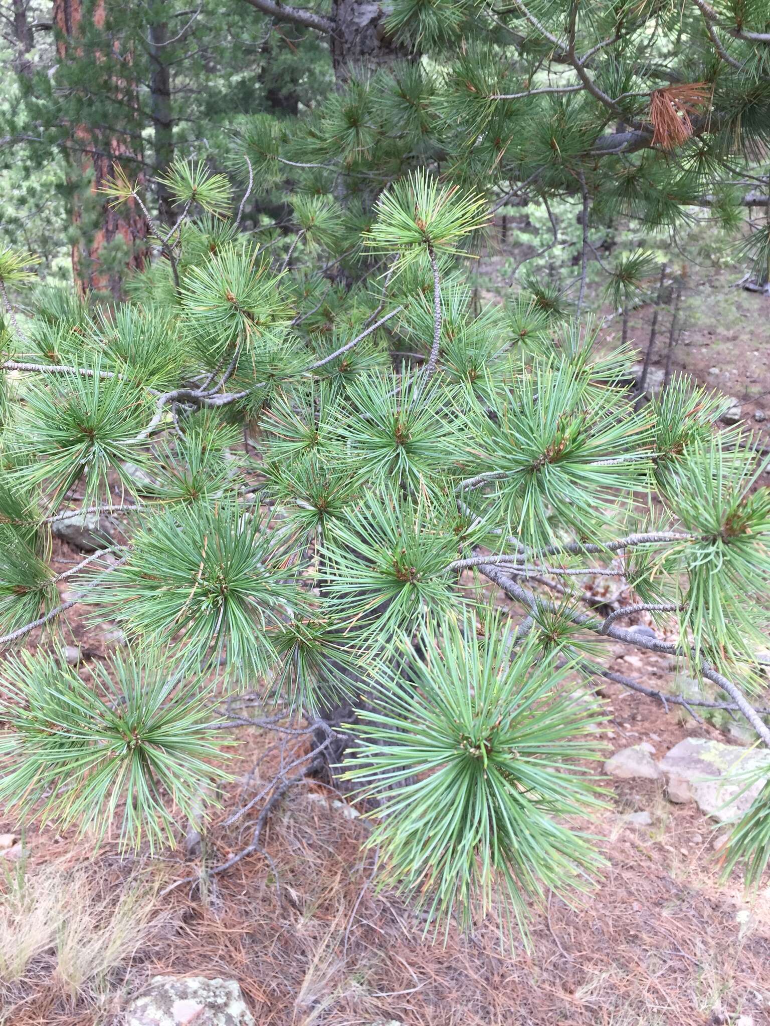 Imagem de Pinus strobiformis Engelm.