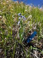 Image of prairie bluebells