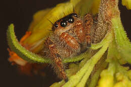 Image of Phidippus princeps (Peckham & Peckham 1883)