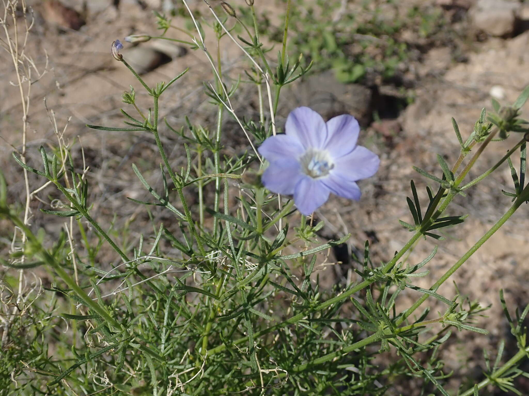 Image of Dayia scabra (Brandegee) J. M. Porter