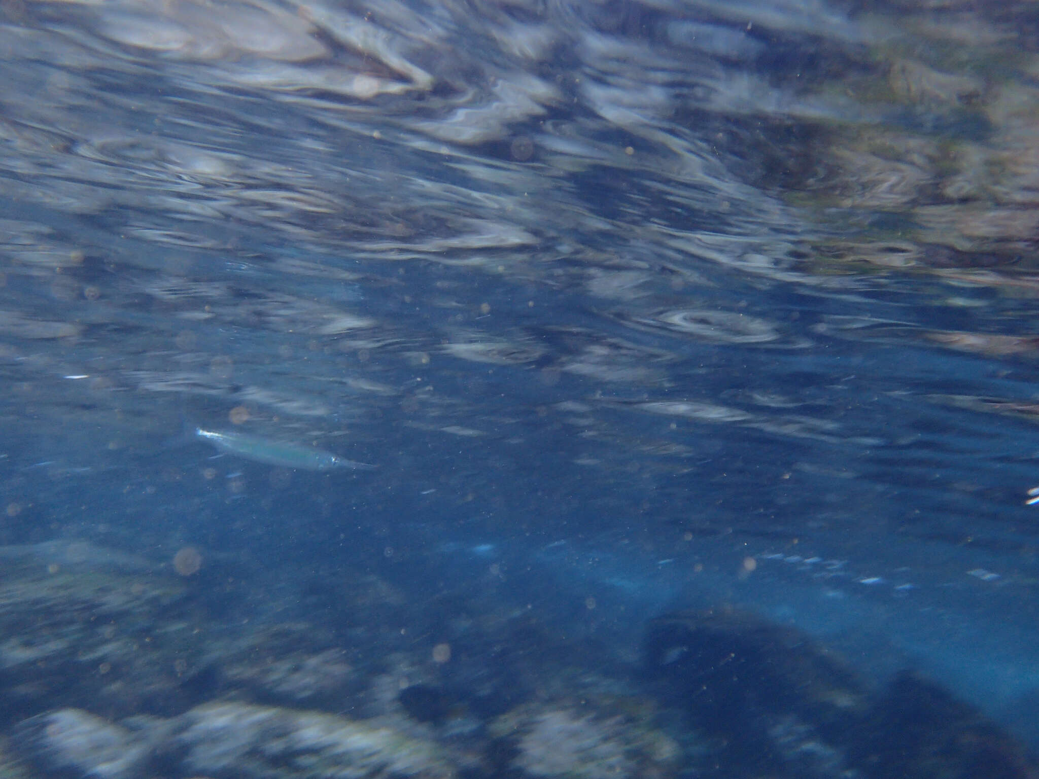 Image of Jumping halfbeak