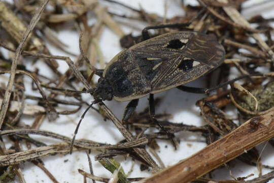 Image of Graptopeltus