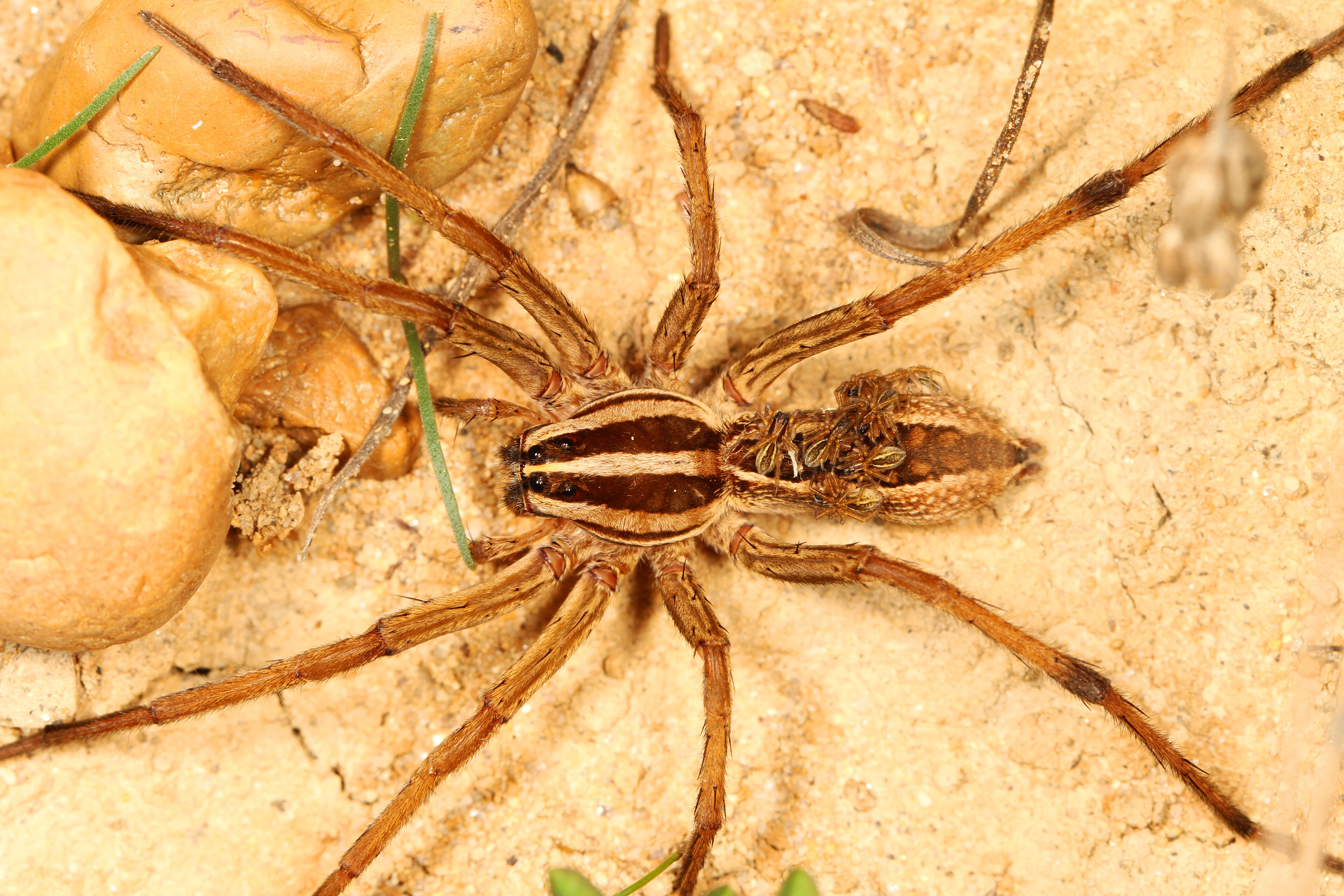 Image of Rabid Wolf Spider