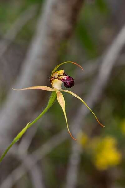 Image of Swamp spider orchid