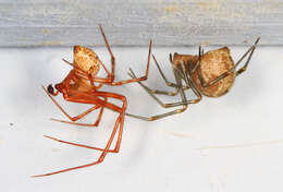 Image of Rabid Wolf Spider