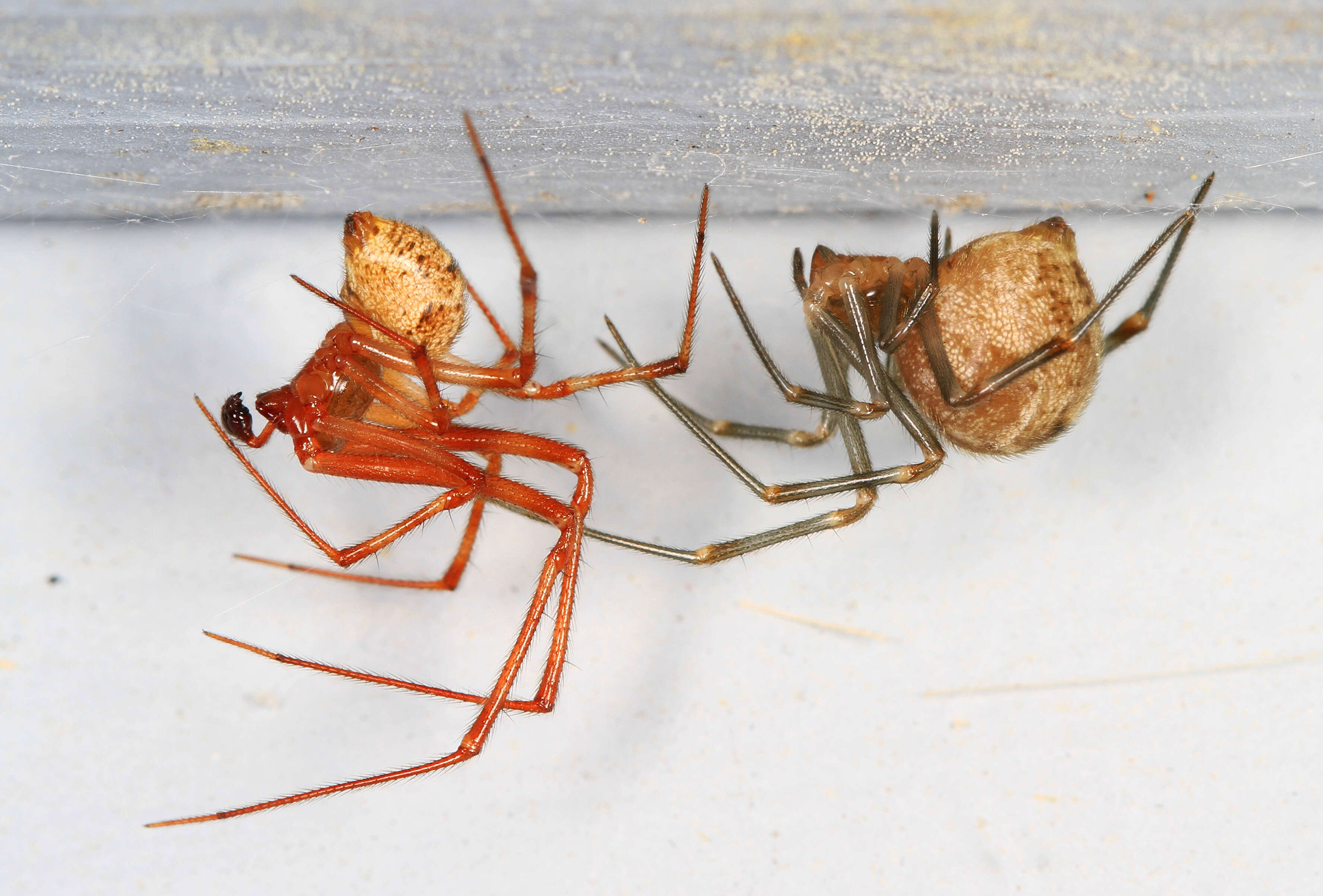 Image of Rabid Wolf Spider