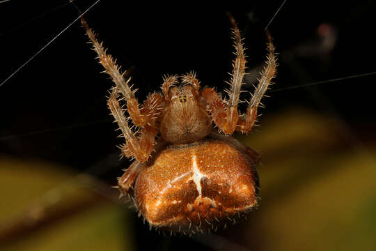 Image of Cat-Faced Spider