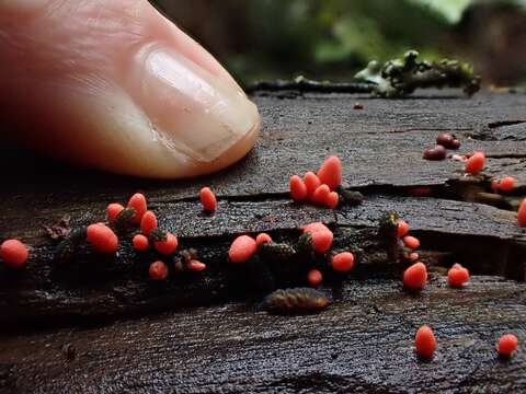 Image of Lycogala conicum