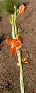 Imagem de Moraea marlothii (L. Bolus) Goldblatt