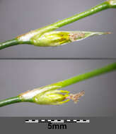 Imagem de Juncus bufonius L.