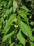 Image of Urtica dioica subsp. pubescens (Ledeb.) Domin