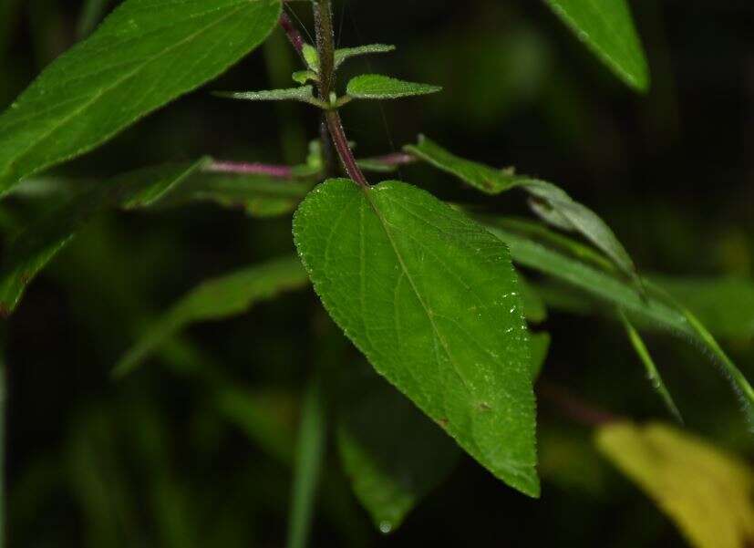 Image of Salvia fulgens Cav.