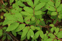 Image of Vaccinium smallii A. Gray