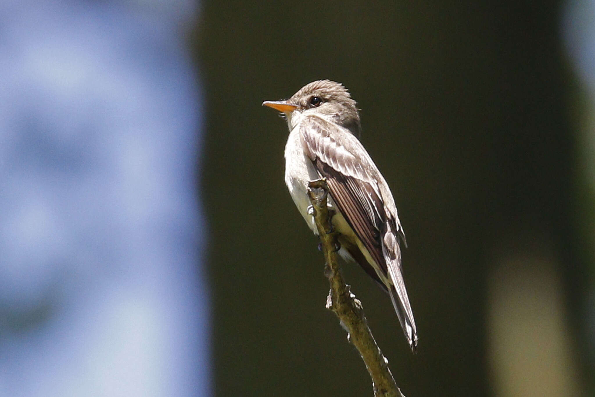 Image of Eastern Wood Pewee