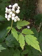 Image of red baneberry