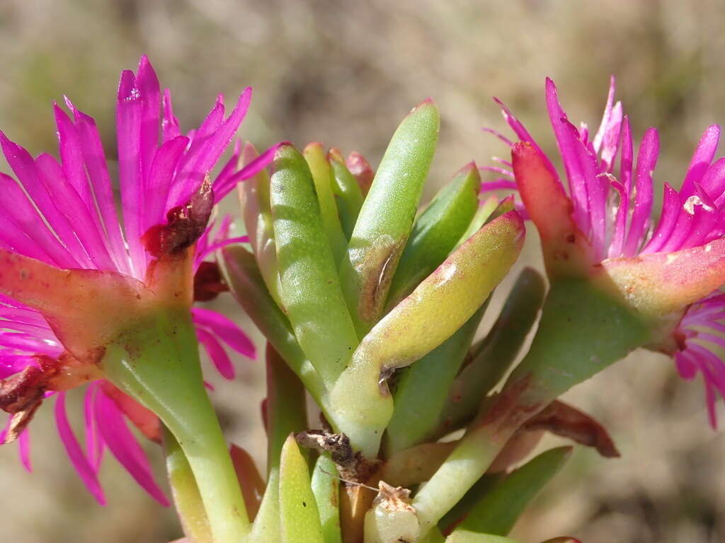 Imagem de Ruschia duthiae (L. Bol.) Schwant. apud Jacobsen