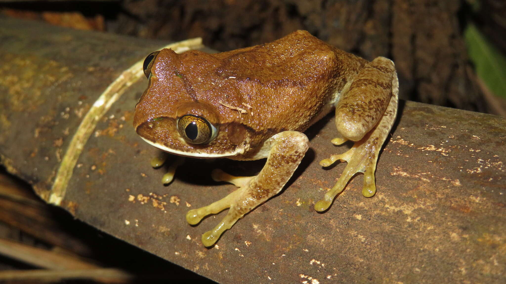 Image de Leptopelis flavomaculatus (Günther 1864)