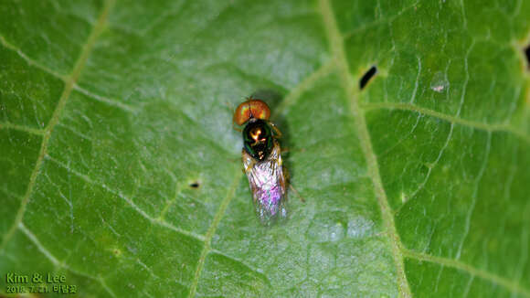 Image of Soldier fly