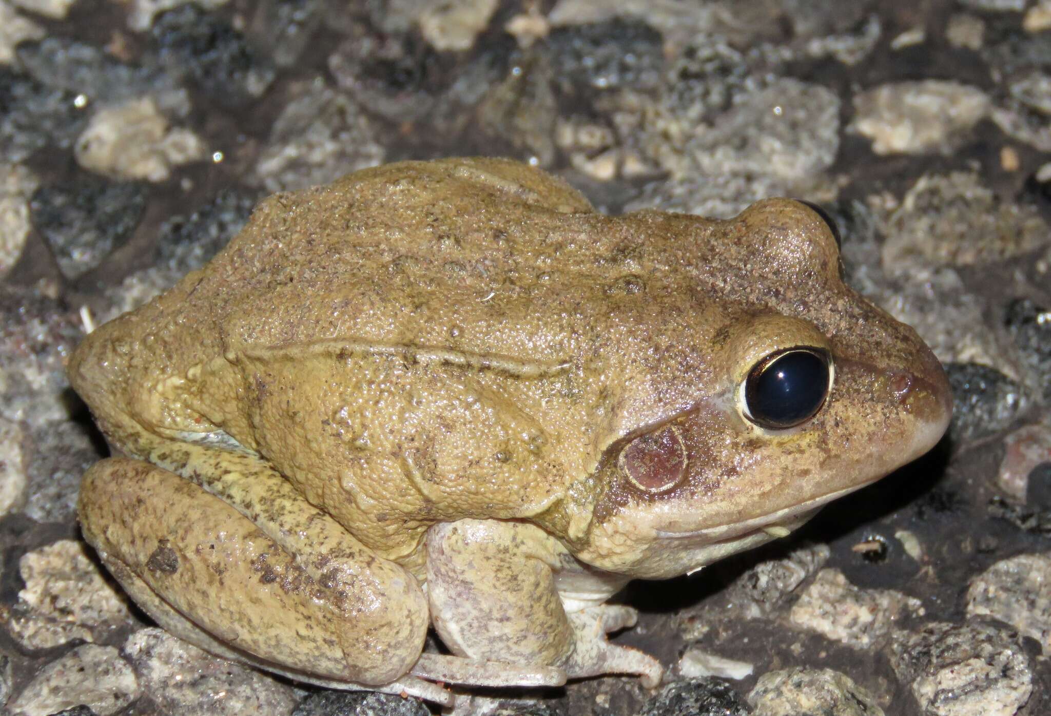 Image of Giant Frog