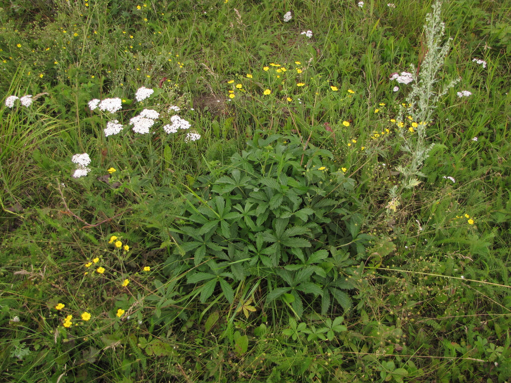 Image of Potentilla chrysantha Trev.