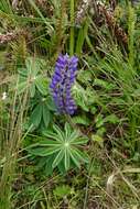 Plancia ëd Lupinus polyphyllus subsp. polyphyllus