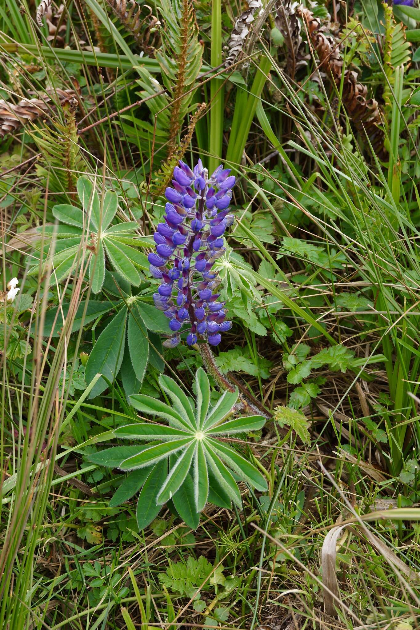 Plancia ëd Lupinus polyphyllus subsp. polyphyllus