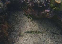 Image of Spinster wrasse