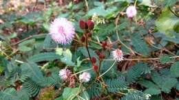 Image of Sensitive Plant