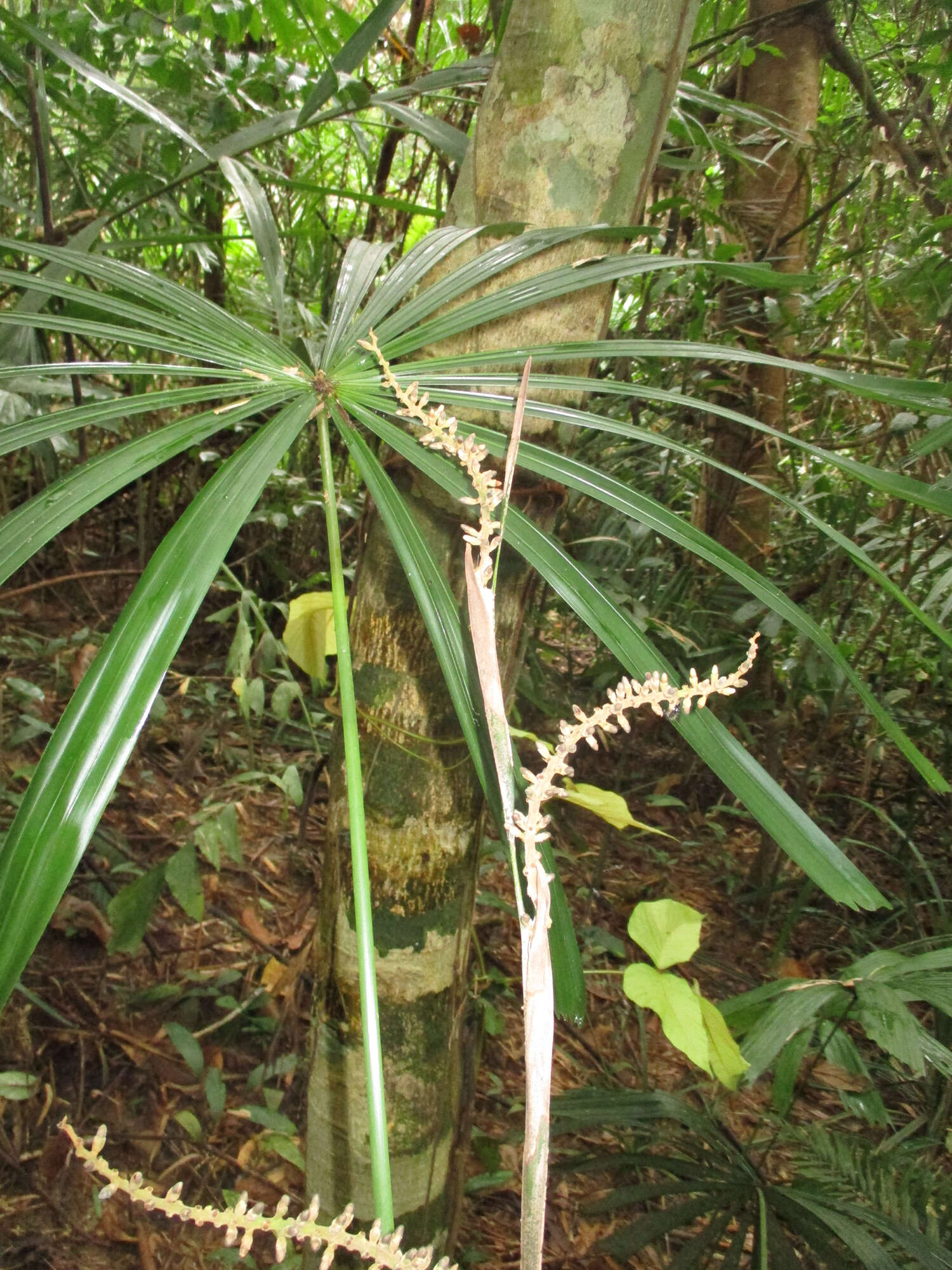 Sivun Licuala cattienensis A. J. Hend., N. K. Ban & N. Q. Dung kuva