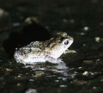 Image of Rhinella beebei (Gallardo 1965)