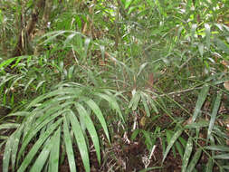 Image of Pinanga cattienensis Andr. Hend., N. K. Ban & N. Q. Dung
