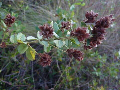 Image of Curtiss' lespedeza