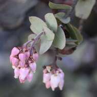 Image of Gabilan Mountains manzanita