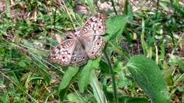 Plancia ëd Junonia atlites Linnaeus 1763