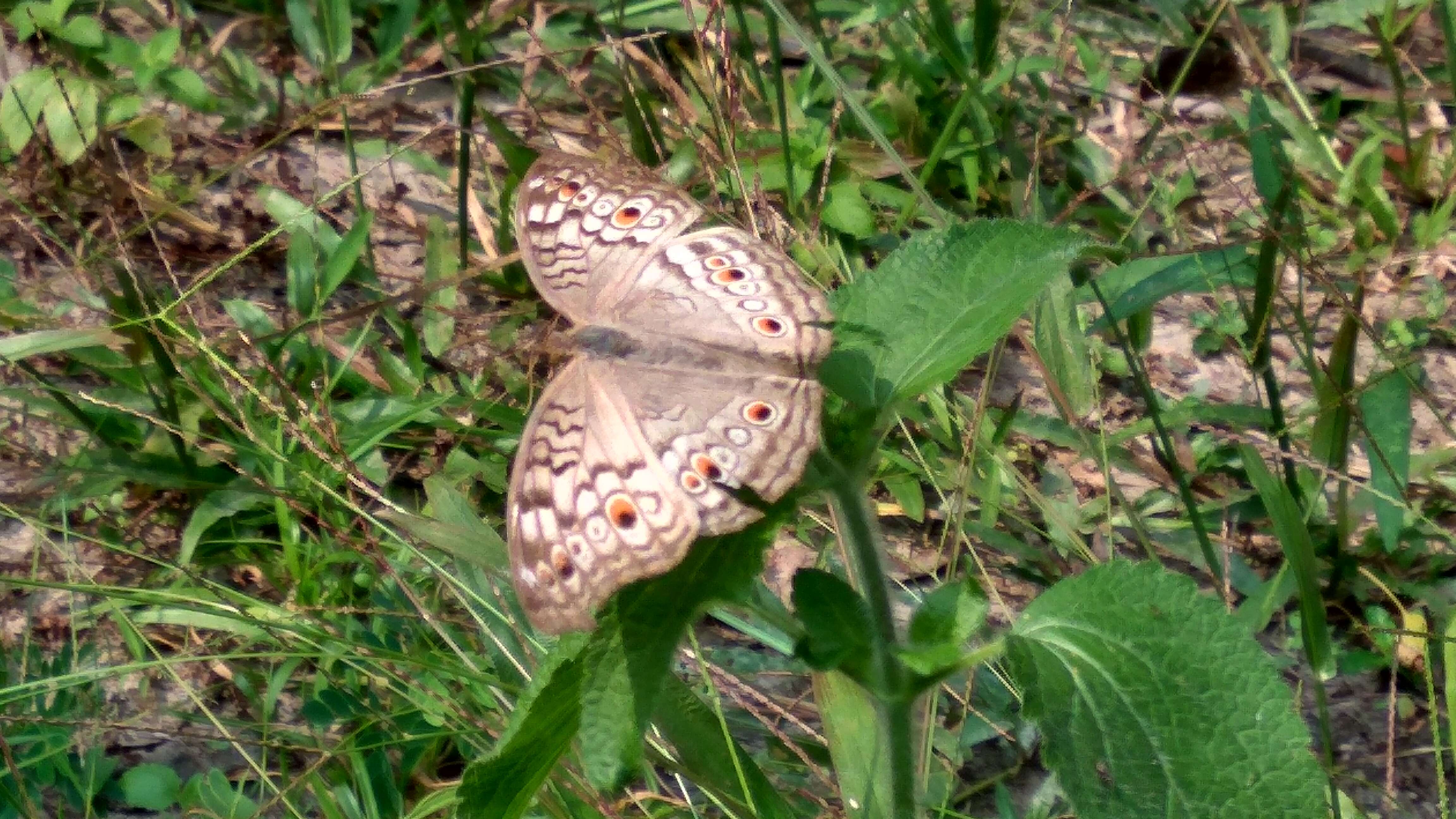 Plancia ëd Junonia atlites Linnaeus 1763