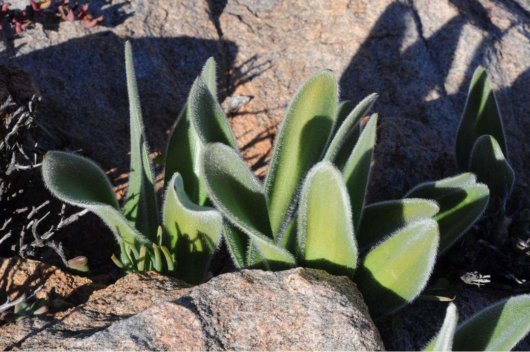 Image of Haemanthus dasyphyllus Snijman