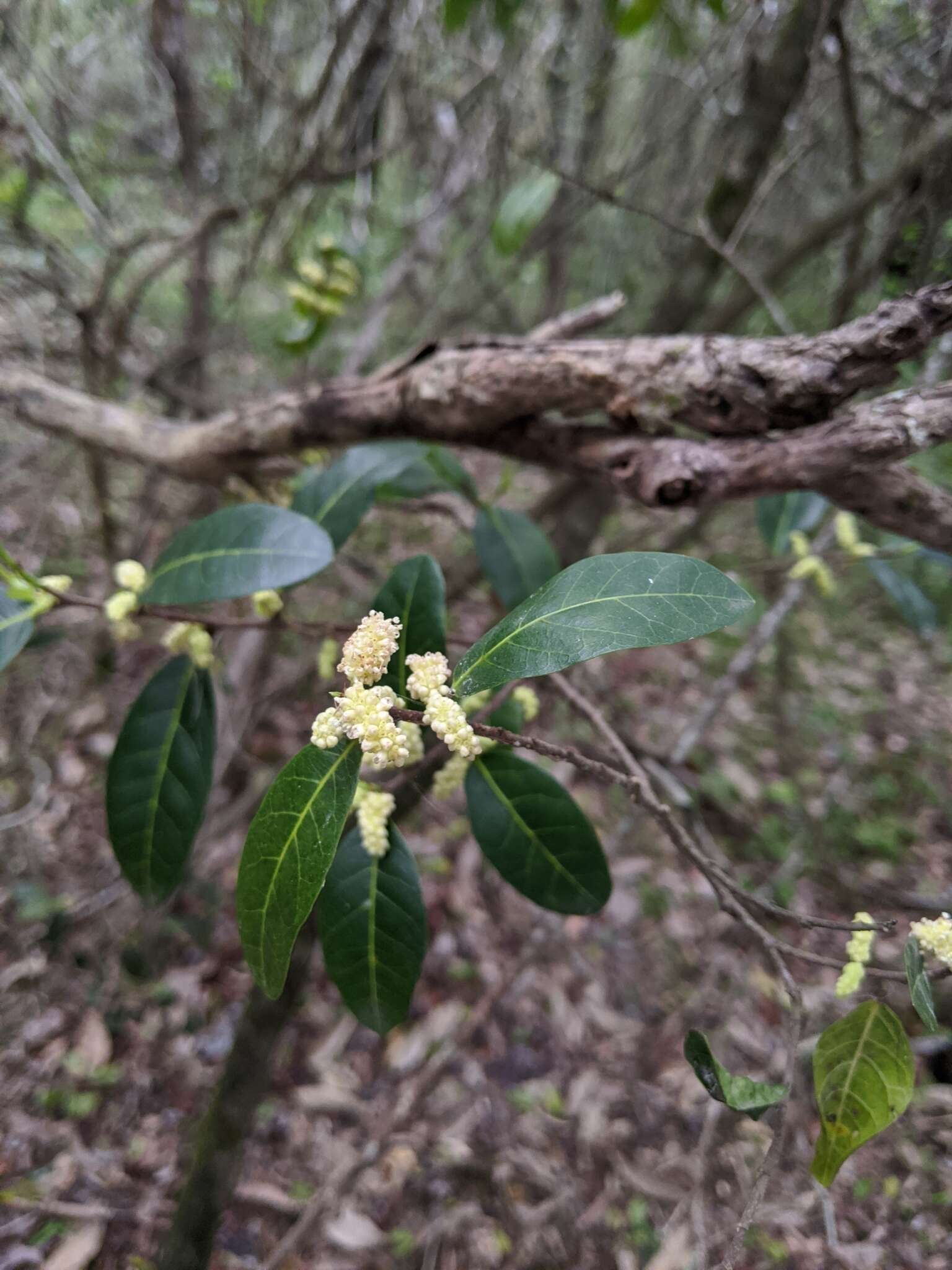 Image of Trophis scandens subsp. scandens