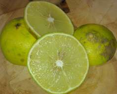 Image of lemon