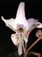 Imagem de Gladiolus leptosiphon F. Bolus