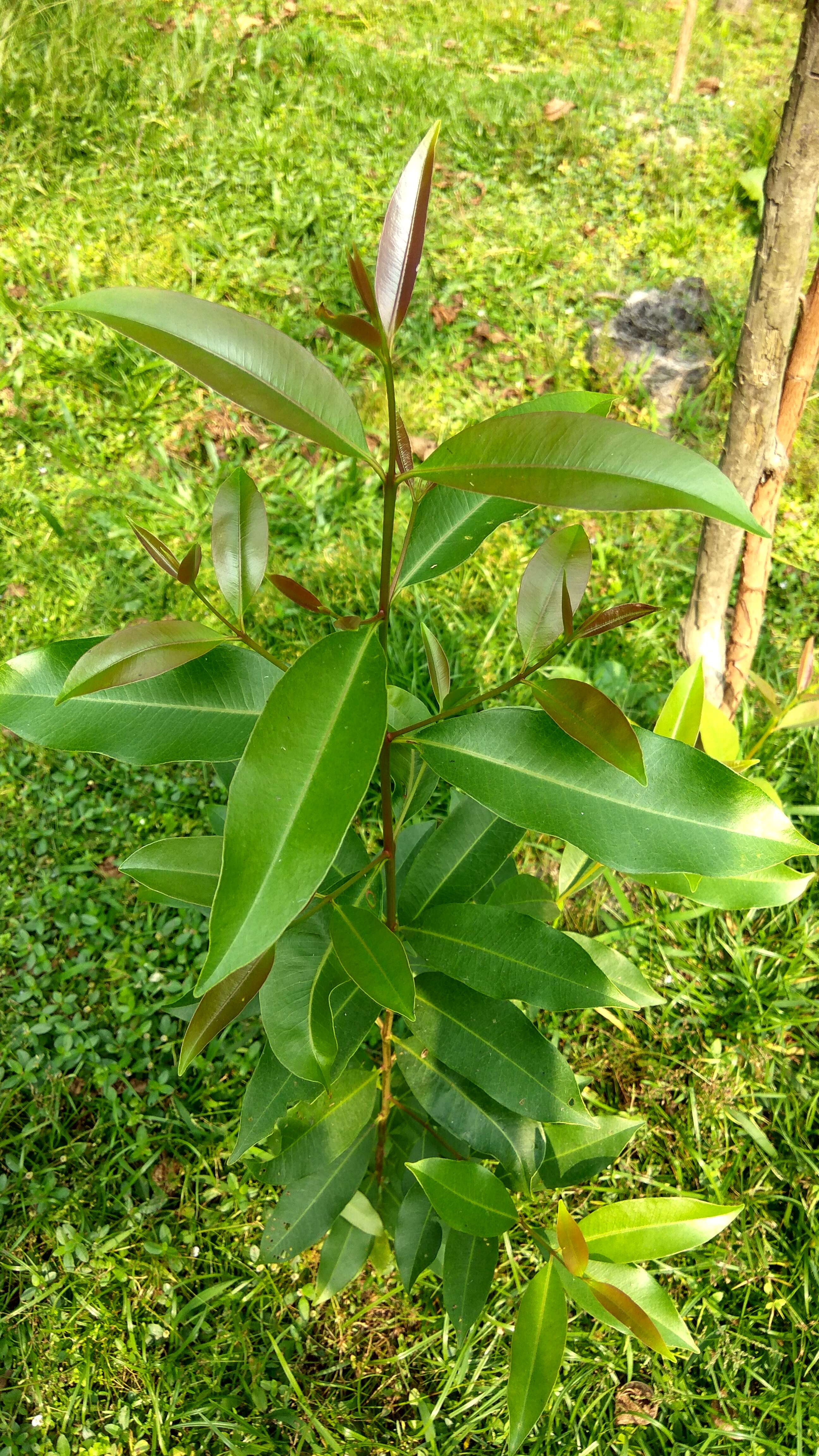 Image of Java plum