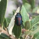 Image of Promecosoma arizonae (Crotch 1873)