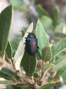 Image de Promecosoma arizonae (Crotch 1873)