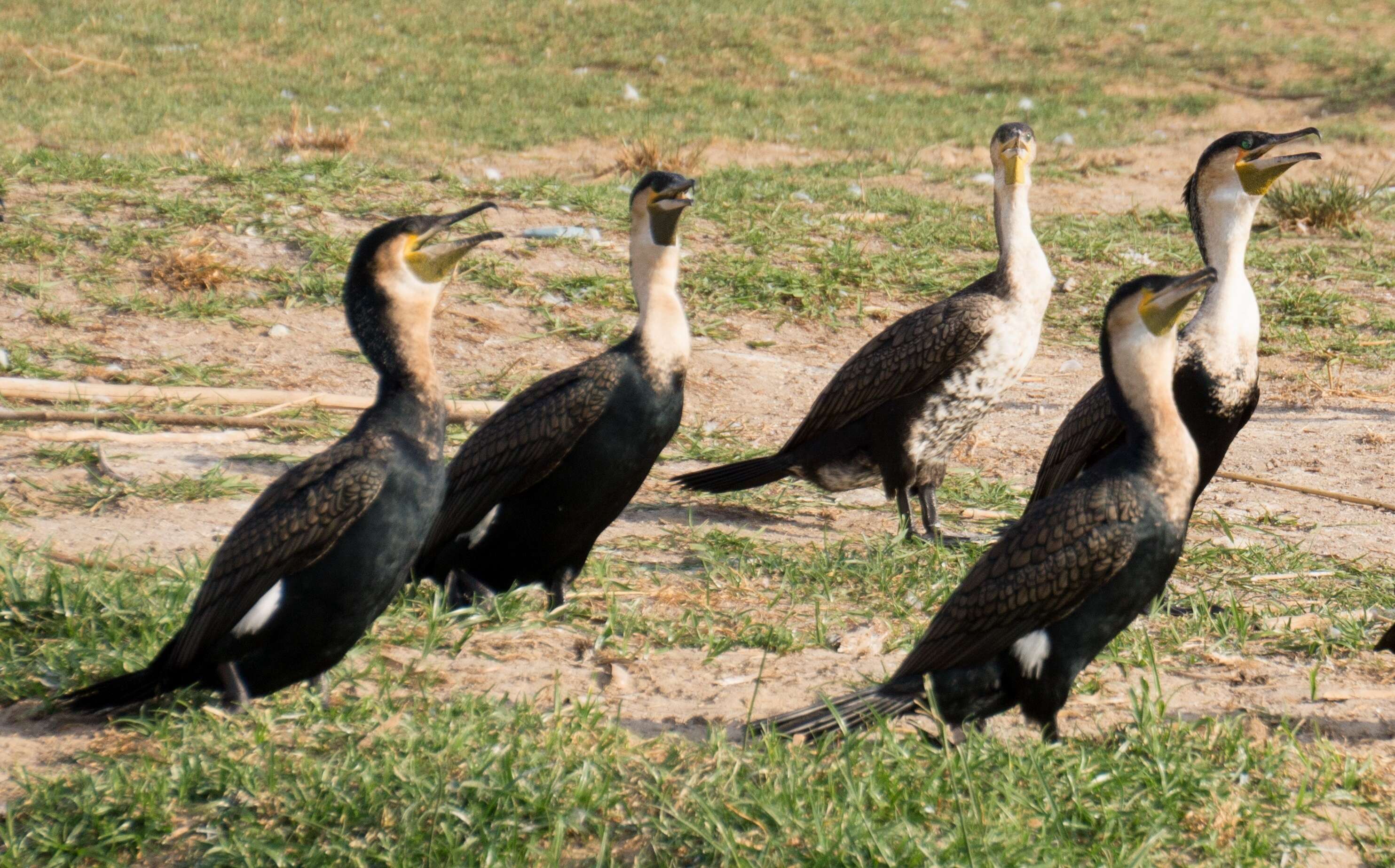 Image of White-breasted Cormorant