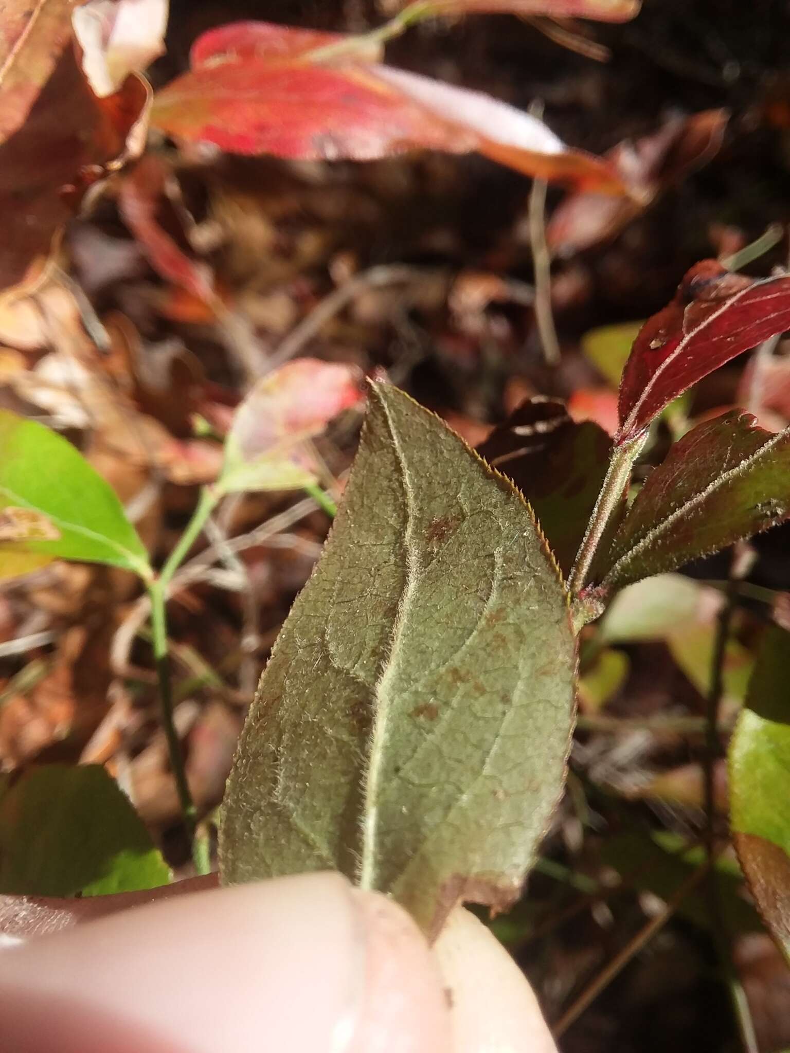 南方蓝莓的圖片