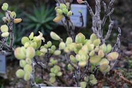 Image of Cotyledon tomentosa Harv.