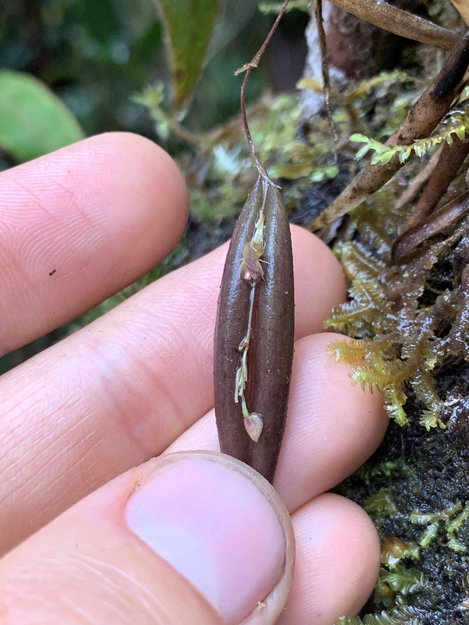 Imagem de Lepanthes mucronata Lindl.