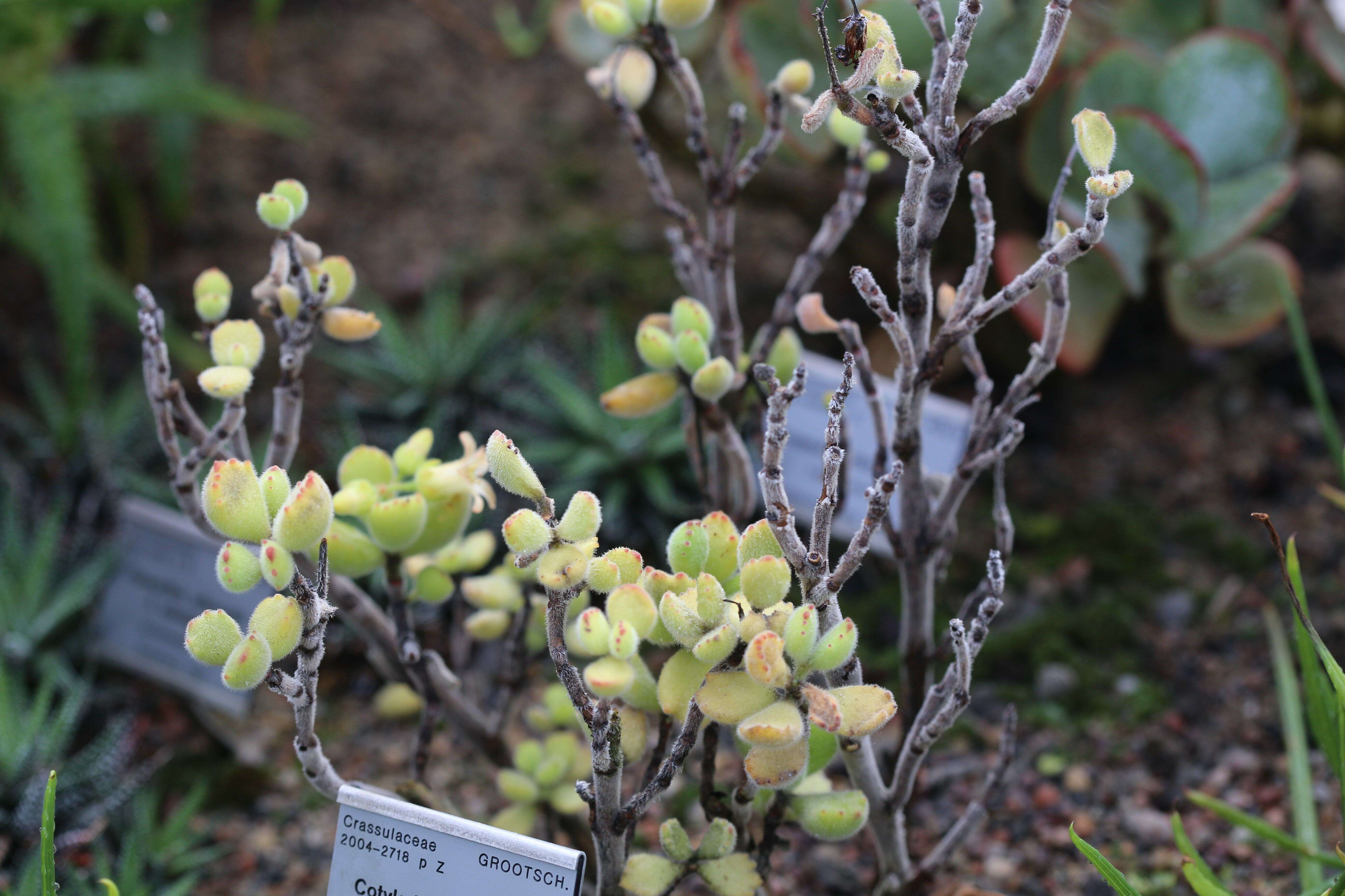 Image of Cotyledon tomentosa Harv.