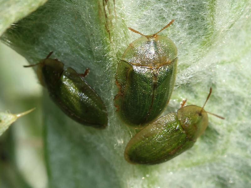 Image of Cassida (Cassida) deflorata Suffrian 1844