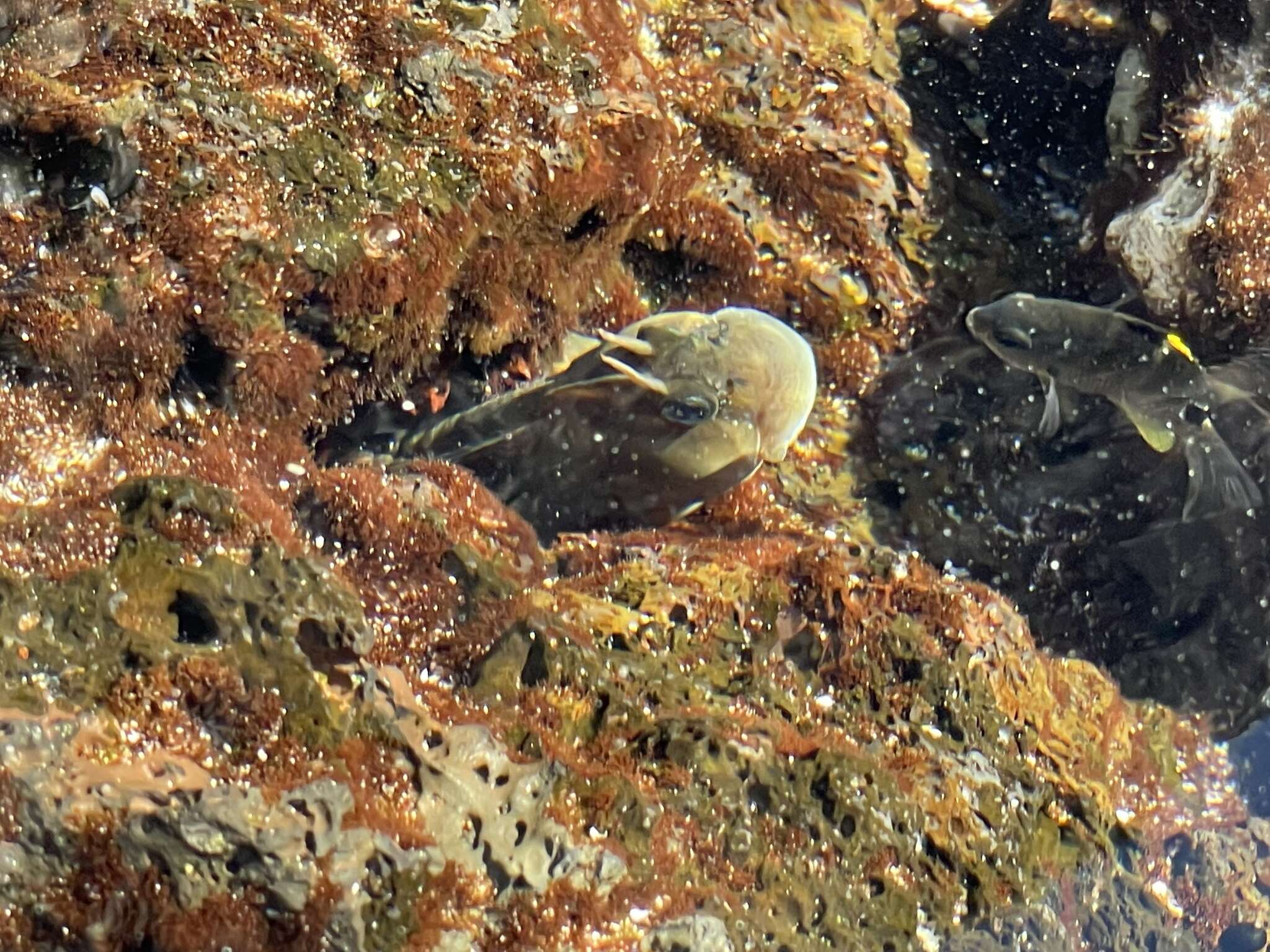 Image of Zebra Blenny